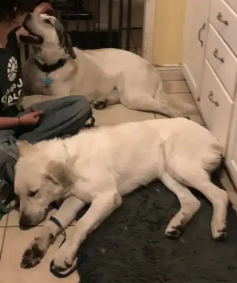 Jethro & Elly May Bonded Courtesy Listing photo 2