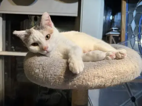 Gracie photo 2