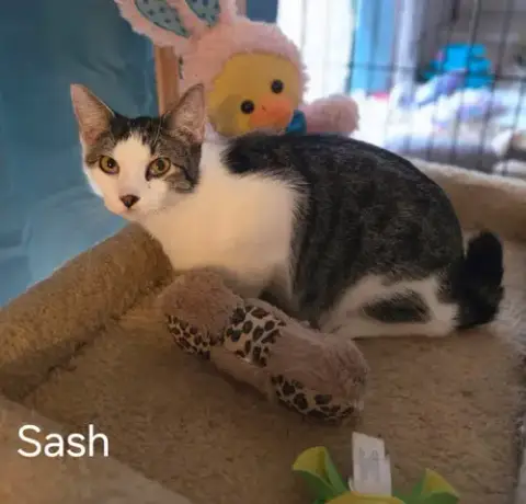 Sash