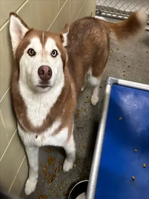 Alaska
