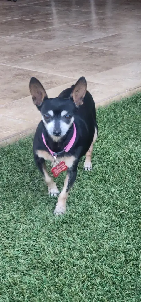 Mia & Pickles photo 3