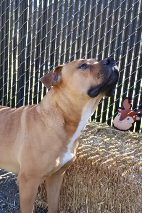 Bruno photo 3