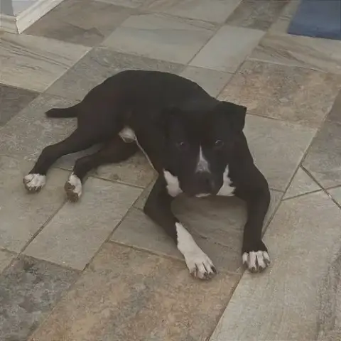 Angus photo 4