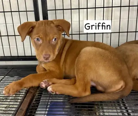 Griffin photo 4