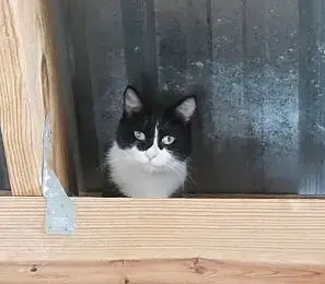 Barn Kitties-No Fee! photo 2