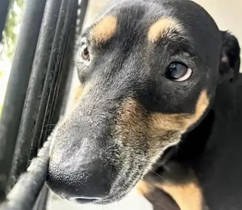 Theodore