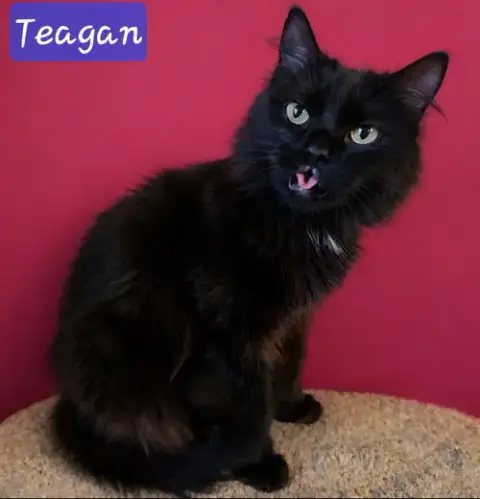 Teagan