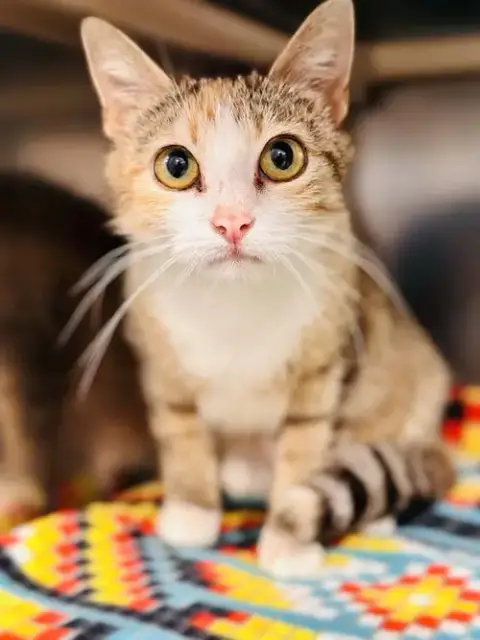 Leela