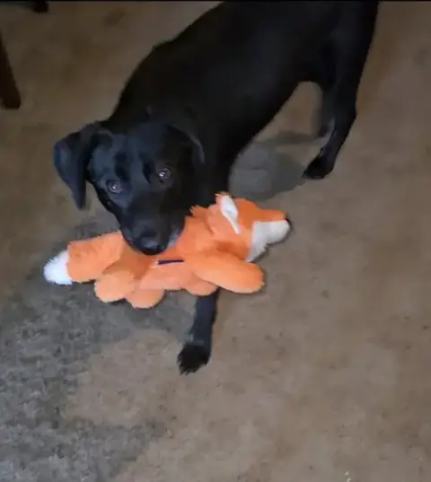 Gemma