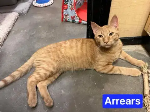Arrears