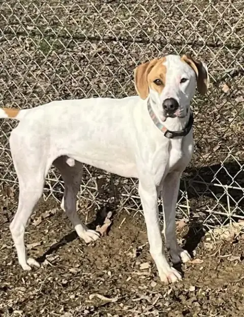 Hound Dawgs photo 3