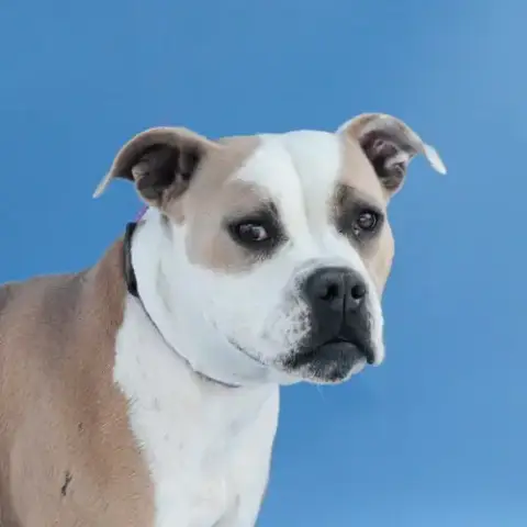 Dakota