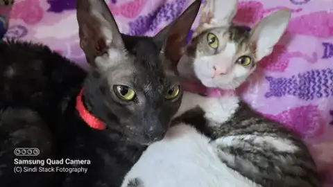 Stella Bella Bonded To Cassie photo 3