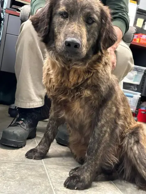 Ginger: At Shelter