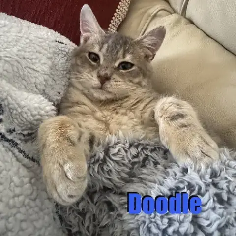 Doodle photo 2