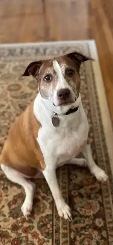 Cocoa