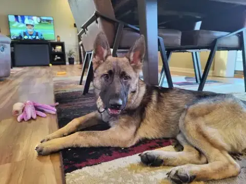 Viko
