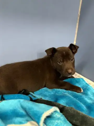 Coco