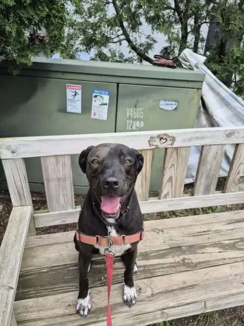 Otis