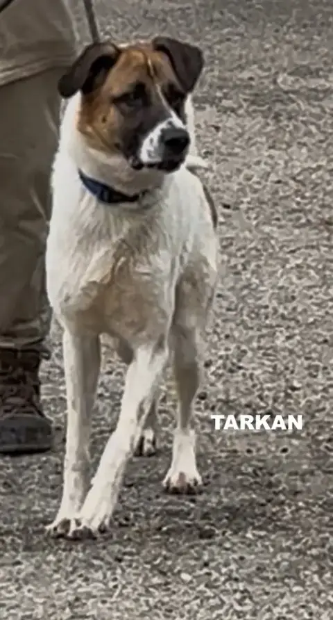 Tarkan