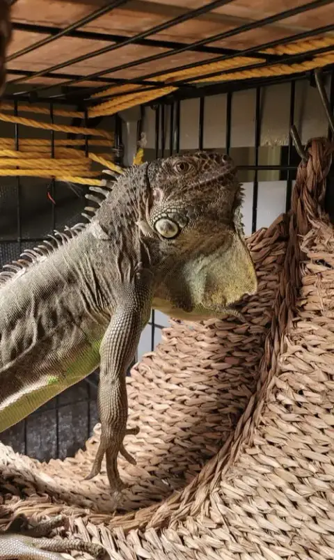 T-Rex photo 3