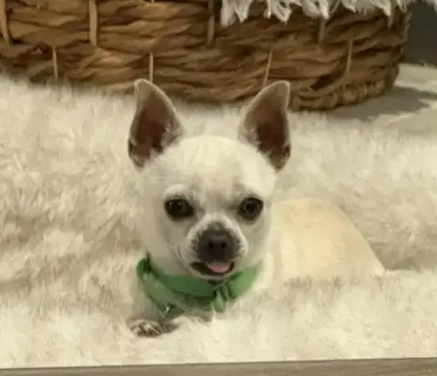 Dominic photo 4