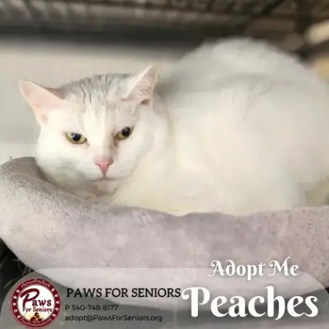 Peaches