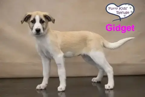 Gidget photo 3