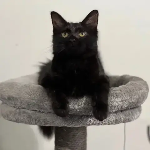 Puffy