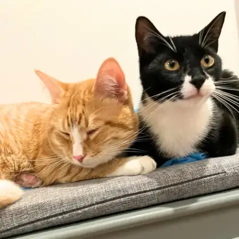 Tony The Tiger & Elroy Perez photo 5