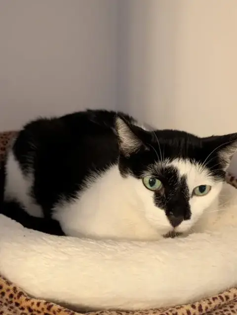 Shyla photo 2