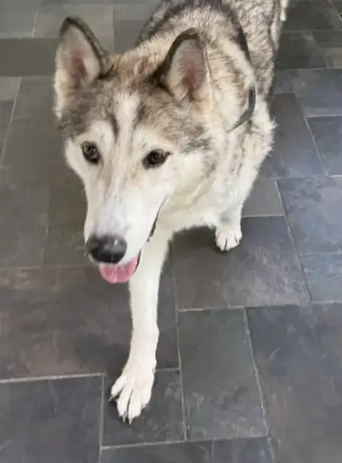 Kovu photo 2