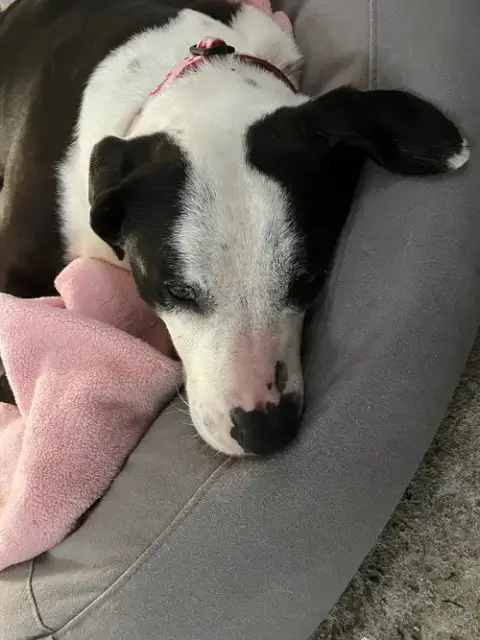 Molly photo 4