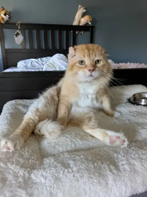 Walter Mcfluffy