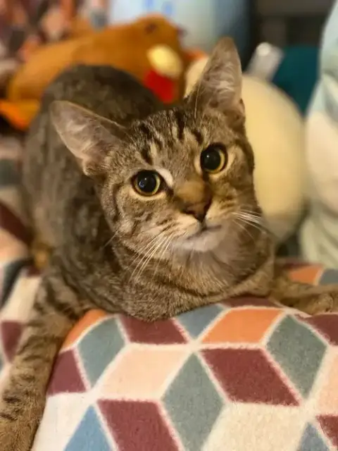 Tigger