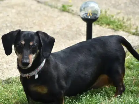 Dixie In Tn photo 5
