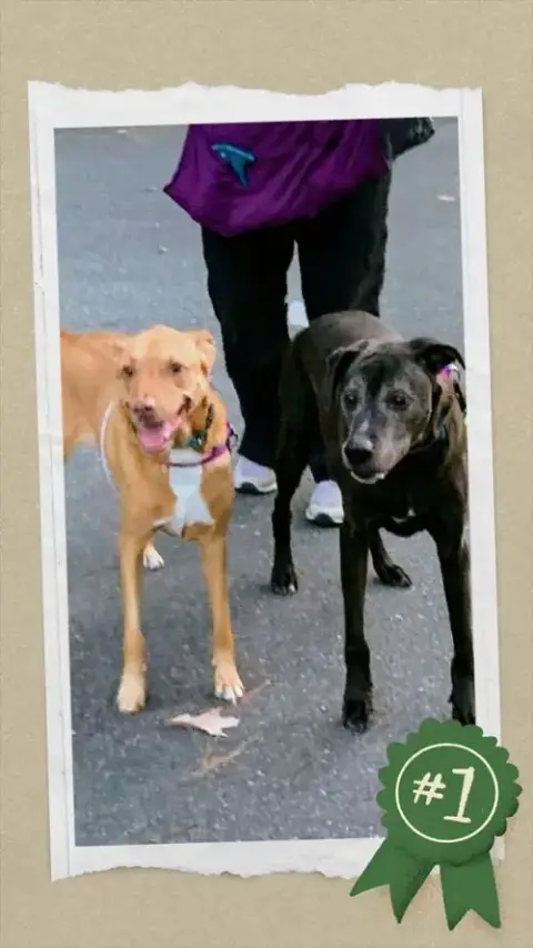 Senior Bonded Pair Dumped photo 4