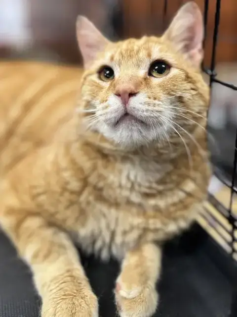 Rex