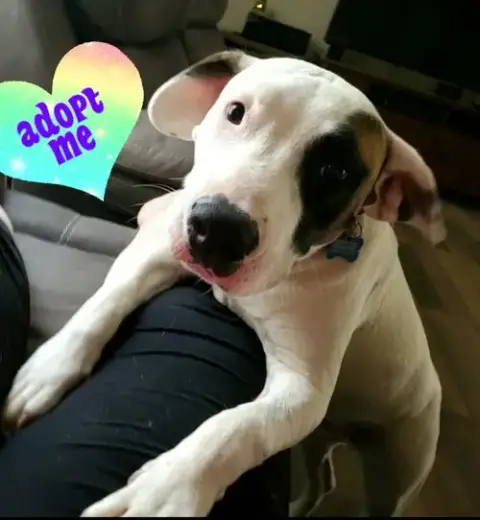 Enzo photo 2