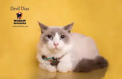 Devil Dias
