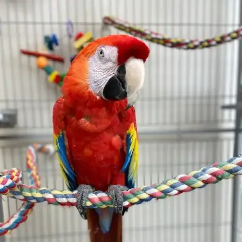 Beau