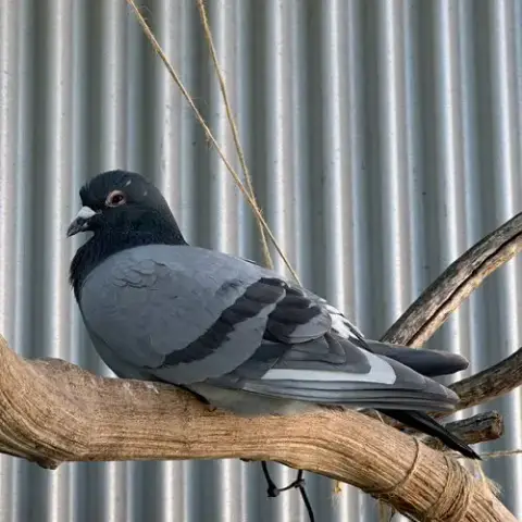 Jeffrey