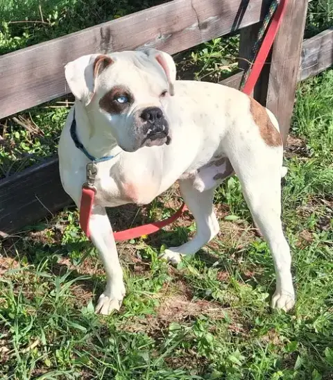 Sarge photo 4