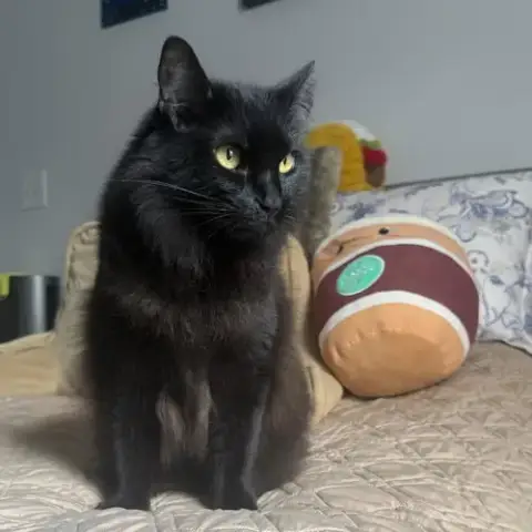 Nova