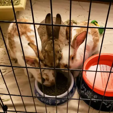 Gus-Gus photo 5