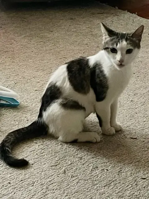 Patches photo 2