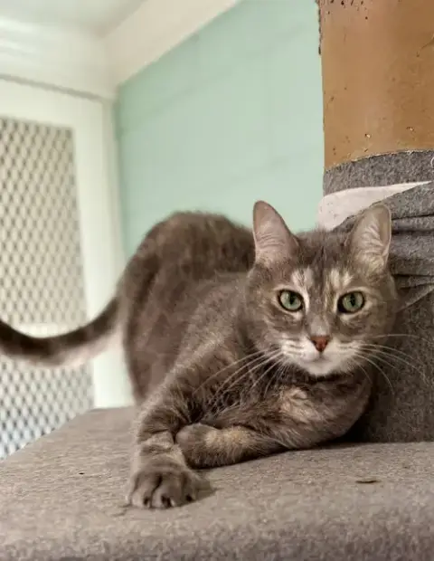 Calypso