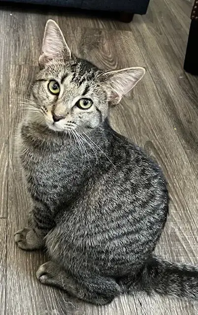Kitten Miss Rey Rey