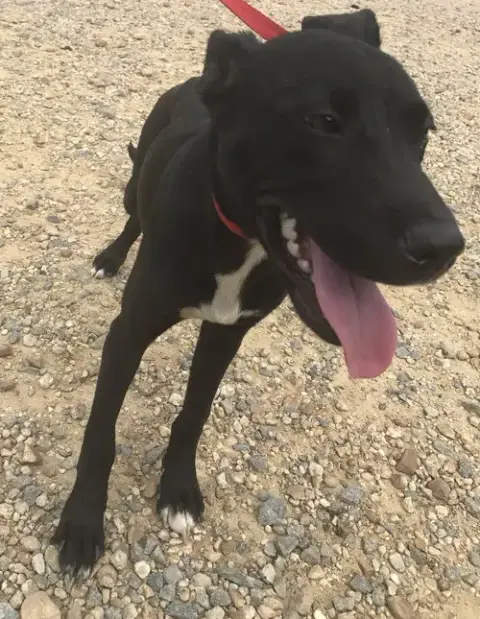 Rhoda