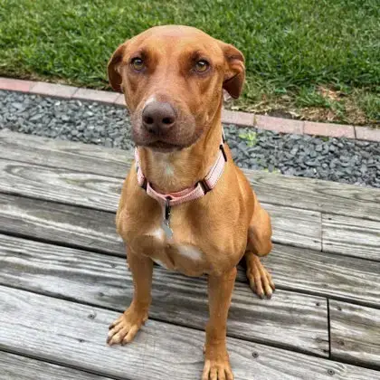 Penny